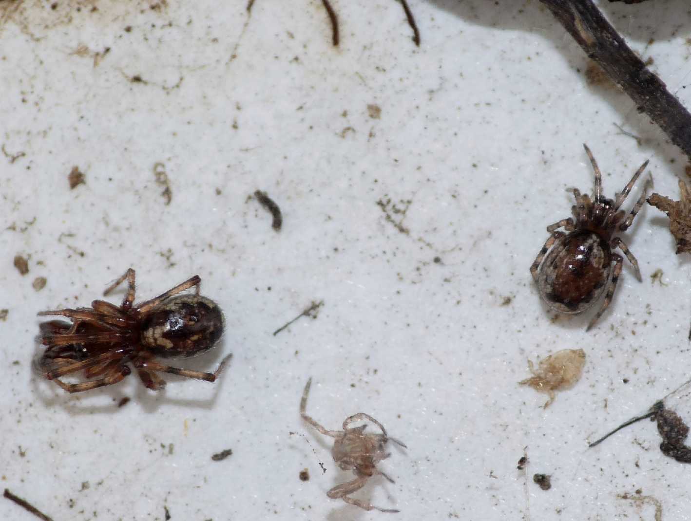 Enoplognatha sp.
